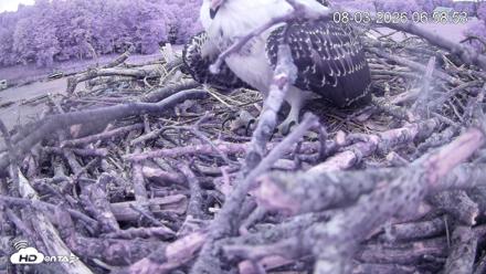 Pleasant Hill Lake Ospreys Live Nest Webcam - Aug 3, 2026, 6:59am EDT