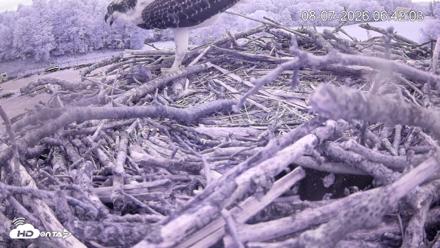 Pleasant Hill Lake Ospreys Live Nest Webcam - Aug 7, 2026, 6:42am EDT