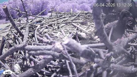 Pleasant Hill Lake Ospreys Live Nest Webcam - Jun 4, 2026, 1:12pm EDT