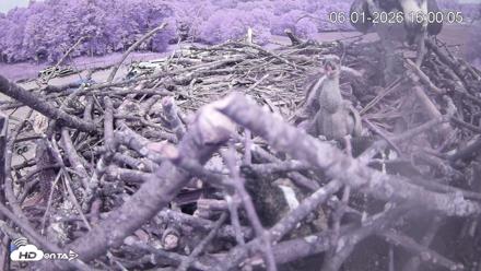 Pleasant Hill Lake Ospreys Live Nest Webcam - Jun 1, 2026, 4:00pm EDT