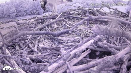 Pleasant Hill Lake Ospreys Live Nest Webcam - Aug 7, 2026, 6:42am EDT