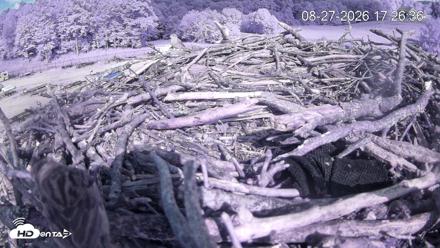 Pleasant Hill Lake Ospreys Live Nest Webcam - Aug 27, 2026, 5:27pm EDT