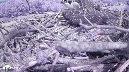 Pleasant Hill Lake Ospreys Live Nest Webcam - Jul 29, 2026, 4:05pm EDT