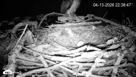 Pleasant Hill Lake Ospreys Live Nest Webcam - Apr 13, 2026, 10:39pm EDT