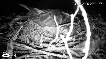 Pleasant Hill Lake Ospreys Live Nest Webcam - Apr 14, 2026, 11:12pm EDT