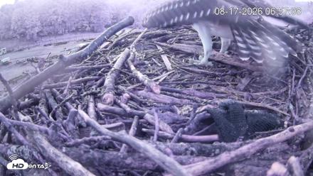 Pleasant Hill Lake Ospreys Live Nest Webcam - Aug 17, 2026, 6:57am EDT