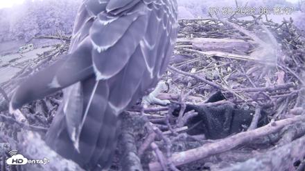 Pleasant Hill Lake Ospreys Live Nest Webcam - Jul 20, 2026, 6:12am EDT