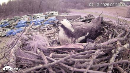 Pleasant Hill Lake Ospreys Live Nest Webcam - Apr 13, 2026, 9:23am EDT