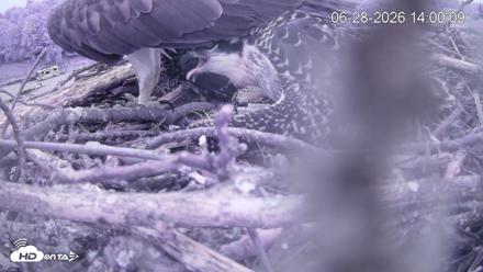 Pleasant Hill Lake Ospreys Live Nest Webcam - Jun 28, 2026, 2:00pm EDT