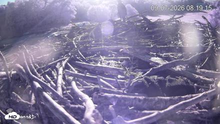 Pleasant Hill Lake Ospreys Live Nest Webcam - Sep 7, 2026, 8:19am EDT