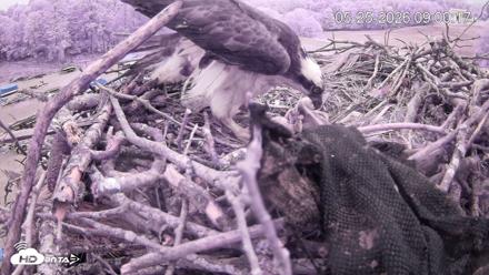 Pleasant Hill Lake Ospreys Live Nest Webcam - May 25, 2026, 9:00am EDT