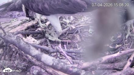 Pleasant Hill Lake Ospreys Live Nest Webcam - Jul 4, 2026, 3:08pm EDT