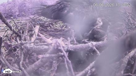 Pleasant Hill Lake Ospreys Live Nest Webcam - Jun 6, 2026, 1:39pm EDT