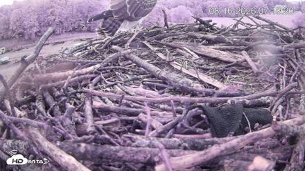 Pleasant Hill Lake Ospreys Live Nest Webcam - Aug 16, 2026, 7:18am EDT