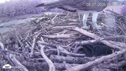 Pleasant Hill Lake Ospreys Live Nest Webcam - Aug 27, 2026, 6:55am EDT