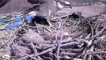 Pleasant Hill Lake Ospreys Live Nest Webcam - Apr 12, 2026, 3:13pm EDT