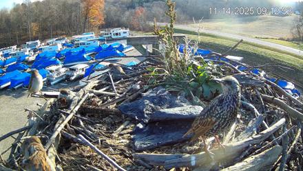 Pleasant Hill Lake Ospreys Live Nest Webcam - Nov 14, 2025, 9:13am EST