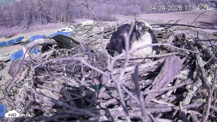 Pleasant Hill Lake Ospreys Live Nest Webcam - Apr 24, 2026, 5:04pm EDT