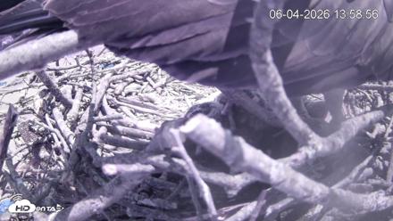 Pleasant Hill Lake Ospreys Live Nest Webcam - Jun 4, 2026, 1:58pm EDT