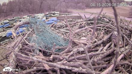 Pleasant Hill Lake Ospreys Live Nest Webcam - Apr 15, 2026, 8:29am EDT