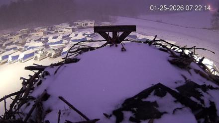 Pleasant Hill Lake Ospreys Live Nest Webcam - Jan 25, 2026, 7:22am EST