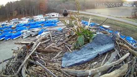 Pleasant Hill Lake Ospreys Live Nest Webcam - Nov 17, 2025, 7:16am EST