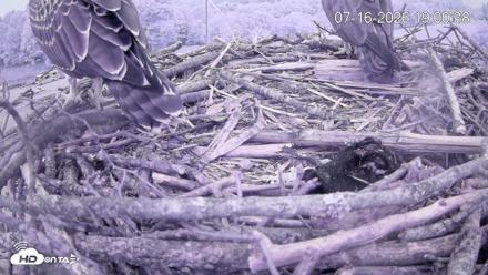 Pleasant Hill Lake Ospreys Live Nest Webcam - Jul 16, 2026, 7:01pm EDT
