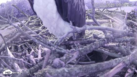 Pleasant Hill Lake Ospreys Live Nest Webcam - Jul 27, 2026, 9:03am EDT