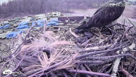 Pleasant Hill Lake Ospreys Live Nest Webcam - Apr 10, 2026, 2:39pm EDT
