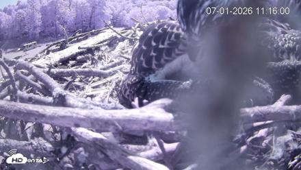 Pleasant Hill Lake Ospreys Live Nest Webcam - Jul 1, 2026, 11:15am EDT