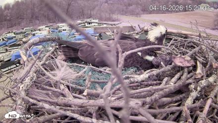 Pleasant Hill Lake Ospreys Live Nest Webcam - Apr 16, 2026, 3:29pm EDT
