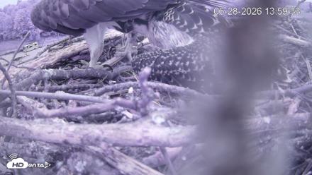 Pleasant Hill Lake Ospreys Live Nest Webcam - Jun 28, 2026, 1:59pm EDT