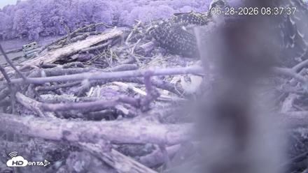 Pleasant Hill Lake Ospreys Live Nest Webcam - Jun 28, 2026, 8:37am EDT