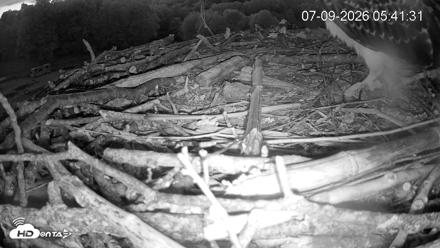 Pleasant Hill Lake Ospreys Live Nest Webcam - Jul 9, 2026, 5:42am EDT