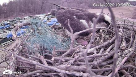 Pleasant Hill Lake Ospreys Live Nest Webcam - Apr 14, 2026, 7:55pm EDT