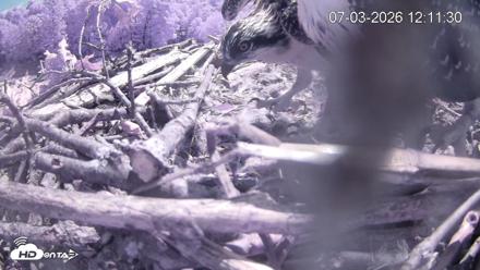 Pleasant Hill Lake Ospreys Live Nest Webcam - Jul 3, 2026, 12:11pm EDT