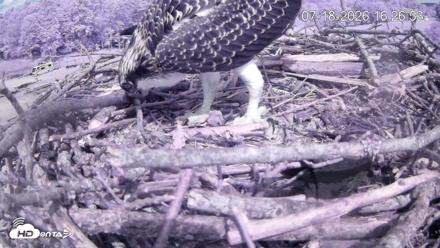 Pleasant Hill Lake Ospreys Live Nest Webcam - Jul 18, 2026, 4:27pm EDT
