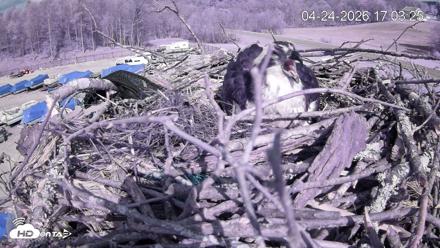 Pleasant Hill Lake Ospreys Live Nest Webcam - Apr 24, 2026, 5:03pm EDT