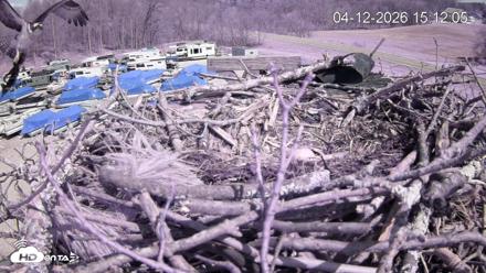 Pleasant Hill Lake Ospreys Live Nest Webcam - Apr 12, 2026, 3:12pm EDT