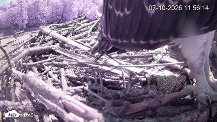 Pleasant Hill Lake Ospreys Live Nest Webcam - Jul 10, 2026, 11:57am EDT