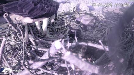 Pleasant Hill Lake Ospreys Live Nest Webcam - Jun 4, 2026, 8:22pm EDT