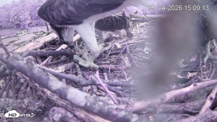 Pleasant Hill Lake Ospreys Live Nest Webcam - Jul 4, 2026, 3:09pm EDT