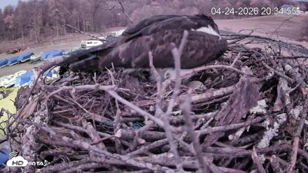 Pleasant Hill Lake Ospreys Live Nest Webcam - Apr 24, 2026, 8:34pm EDT