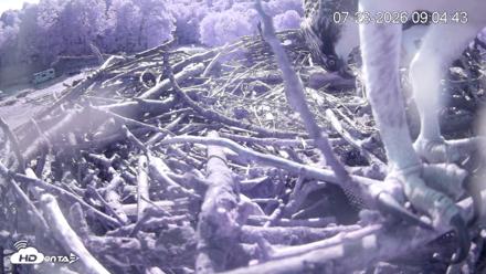 Pleasant Hill Lake Ospreys Live Nest Webcam - Jul 23, 2026, 9:04am EDT