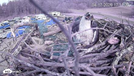 Pleasant Hill Lake Ospreys Live Nest Webcam - Apr 17, 2026, 5:11pm EDT