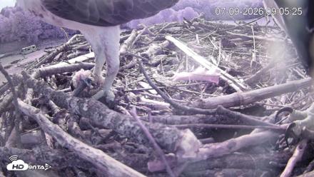 Pleasant Hill Lake Ospreys Live Nest Webcam - Jul 9, 2026, 9:06am EDT