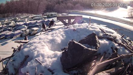 Pleasant Hill Lake Ospreys Live Nest Webcam - Jan 30, 2026, 9:00am EST