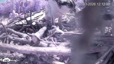 Pleasant Hill Lake Ospreys Live Nest Webcam - Jul 3, 2026, 12:11pm EDT