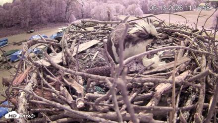 Pleasant Hill Lake Ospreys Live Nest Webcam - May 13, 2026, 11:17am EDT