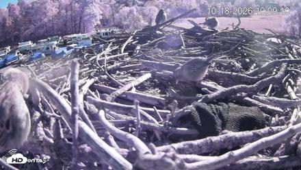 Pleasant Hill Lake Ospreys Live Nest Webcam - Oct 18, 2026, 10:09am EDT